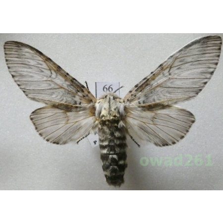 Cerura vinula (Linnaeus, 1758) female Czech66